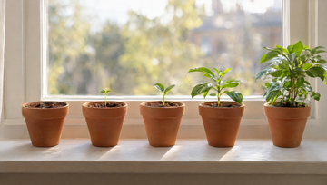 Rij terracotta potjes met plantjes in oplopende groeistadia op een vensterbank, als beeld voor geleidelijke haargroei met minoxidil